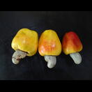 Unsere Gastgeber versorgen uns mit Cashewfrüchten, gegessen wird der verdickte Fruchtstiel